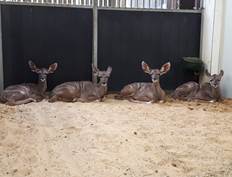 Jonge Kudu's