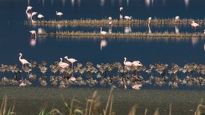 Kamfers Dam weer veilig