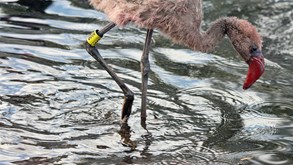 Flamingokuiken met kleurring