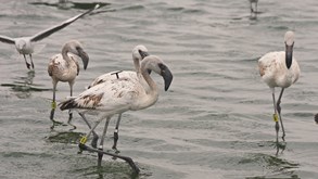 Flamingo's met zenders en kleurringen