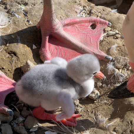 Het Jaar van de Flamingo