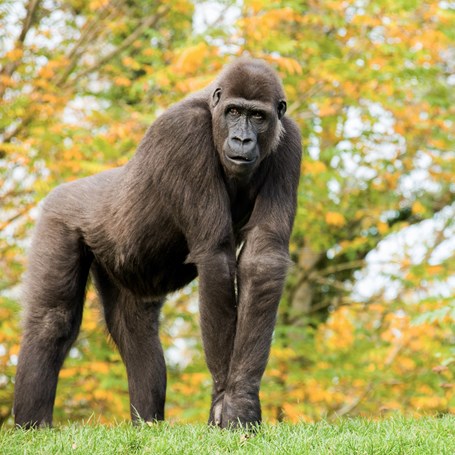 Welke dieren kan ik adopteren?