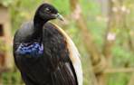 GaiaZOO Dierentuin Trompetvogel