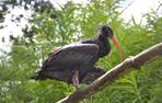 waldrapp ibis 