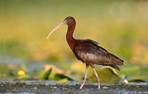 zwarte ibis