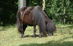 shetlandpony