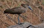 Hamerkop