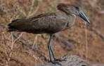 hamerkop1