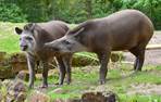 tapir