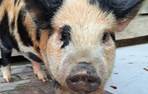 kunekune 2