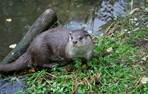 Otter Foto 1