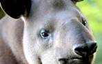 Tapir Foto 1