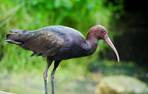 GaiaZOO Dierentuin Puna ibis