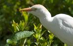 GaiaZOO Dierentuin Koereiger