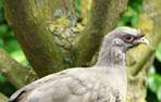 GaiaZOO Dierentuin Chachalaca