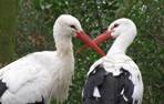 GaiaZOO Dierentuin Ooievaar