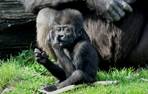 GaiaZOO Zoo Gorilla 