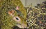 Agouti