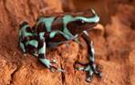 groen-zwarte gifkikker (auratus)