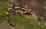 vuursalamander (Jelger Herder)