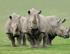 GaiaZOO - Neushoorn in de ZOO