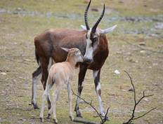 jonge blesbok