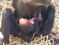 GaiaZOO - Jonge kuifmangabey in GaiaZOO