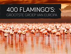 flamingo's GaiaZOO