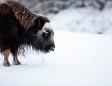 GaiaZOO - Sneeuw - Dierentuin muskusos