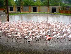 GaiaZOO  - Flamingos's  (2)