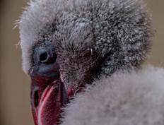 flamingo chicks rescued - VulPro-Kimberley SPCA IMG-20190411-WA0037