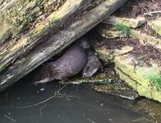 Otter in GaiaZOO