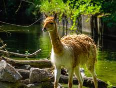 Vicuna