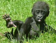 GaiaZOO Dierentuin Gorilla Mosi