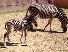 Zebra geboren GaiaZOO 4