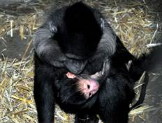 Kuif mangabey geboren in GaiaZOO