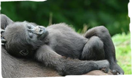 GaiaZOO Dierentuin Gorilla Mosi