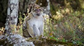 berber Bouachem forest - Lucy Radford DSC_0080