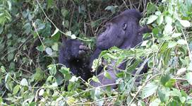 Grauer's gorilla Kahuzi-Biega (Angela Meder P1240081)