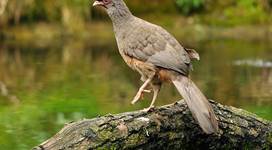 Widget GaiaZOO - Chachalaca  (X)