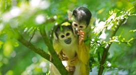 GaiaZOO Dierentuin Doodshoofdapen in bos