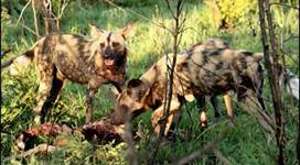 GaiaZOO Zoo Afrikaanse Wilde Hond