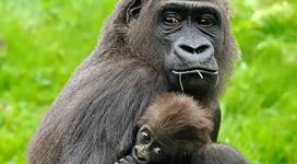 GaiaZOO Dierentuin Gorilla met jong