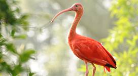 GaiaZOO Dierentuin Rode Ibis