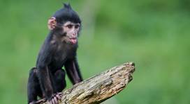 GaiaZOO Dierentuin Kuif Mangabey