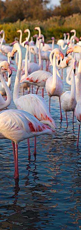 GaiaZOO groep Grote Flamingo