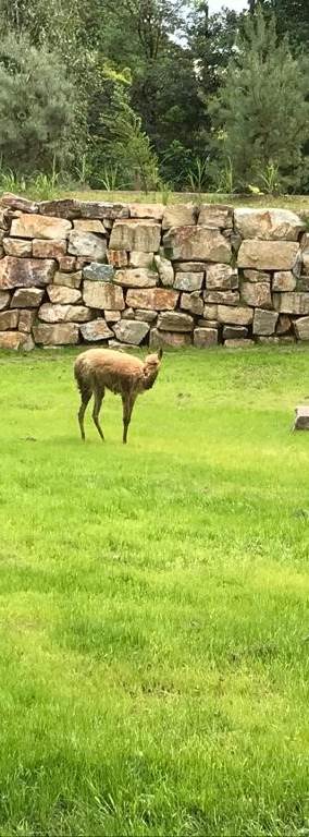 Op het uitgestrekte perk is het goed toeven voor de vicuña's