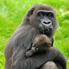 Gorilla met jong in GaiaZOO