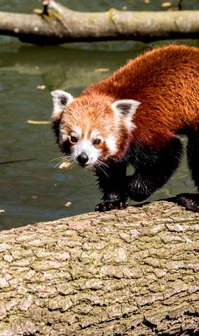 Rode panda GaiaZOO (2) - kopie