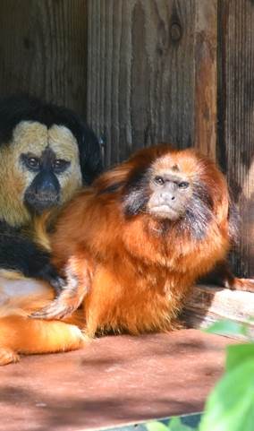 Gouden Leeuwaap in GaiaZOO